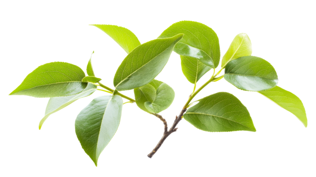 Fresh leaves on twig with sunlight, springtime foliage. cut out transparent