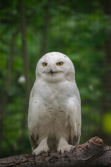 Close-up of a Snow Owl