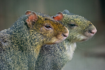 Obraz premium Close up of Azara's agouti