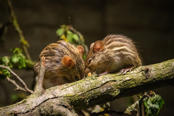 Typical striped grass mouse close up
