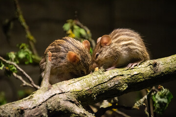 Obraz premium Typical striped grass mouse close up