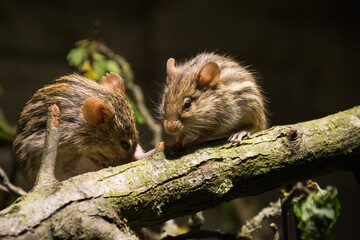 Typical striped grass mouse close up