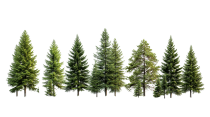 Array of evergreen conifer trees, foliage and trunks. cut out transparent
