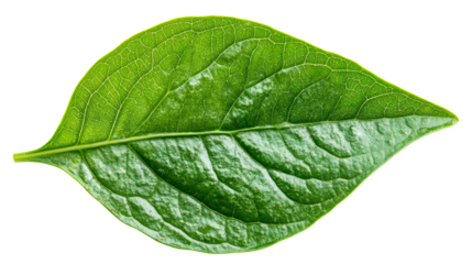 Single vibrant green leaf with textured veins and vivid color. cut out transparent