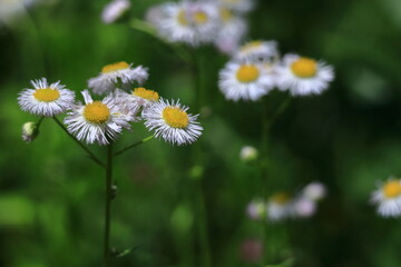 道端に咲く