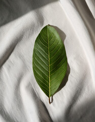 Top-down view of guava leaf on white linen fabric, soft shadows, organic mood, clean layout for natural skincare branding.