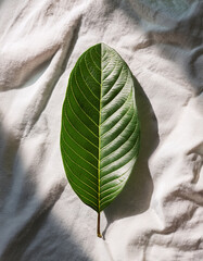 Top-down view of guava leaf on white linen fabric, soft shadows, organic mood, clean layout for natural skincare branding.