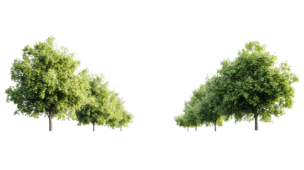 Avenue of Lush Deciduous Trees Against Dark Sky. cut out transparent