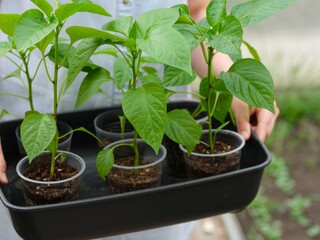 Woman holding a black container with pepper plant seedlings in it.