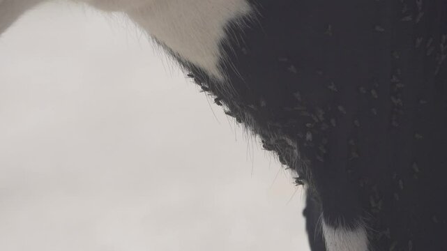 Veterinary science. Cow bothersome muscas (face fly, Musca autumnalis), need long lashes, ears. Flies are harmful to fattening and milk yield, infect eyeworms (Thelazia). Eye cow closeup