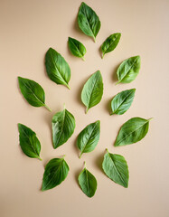 Multiple holy basil leaves scattered on a light beige background, clean flat lay style, high-resolution for herbal and natural design use.