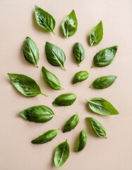 Multiple holy basil leaves scattered on a light beige background, clean flat lay style, high-resolution for herbal and natural design use.