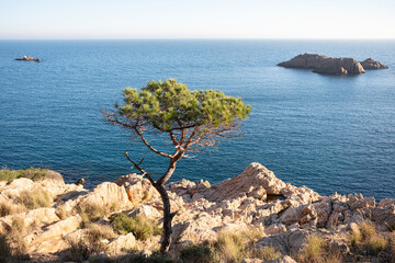 Lonely pine tree above rocky Mediterranean coast in Costa Brava, Catalonia, Spain, perfect for concepts of isolation, resilience, nature and coastal tranquility.