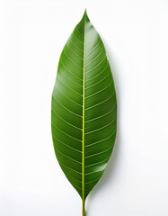 High-quality mango leaf isolated on white background, top view, minimalist style, natural shadow, botanical photography for organic branding.