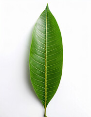 High-quality mango leaf isolated on white background, top view, minimalist style, natural shadow, botanical photography for organic branding.