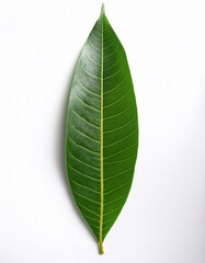 High-quality mango leaf isolated on white background, top view, minimalist style, natural shadow, botanical photography for organic branding.