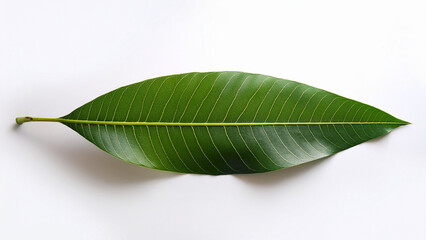 High-quality mango leaf isolated on white background, top view, minimalist style, natural shadow, botanical photography for organic branding.