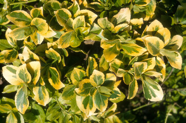 Euonymus japonicus 'Gerald'n Gold', Fusain du Japon