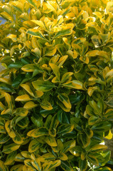 Euonymus japonicus 'Gerald'n Gold', Fusain du Japon