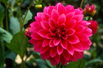 Fototapeta premium Dahlia Geant 'Valbert'