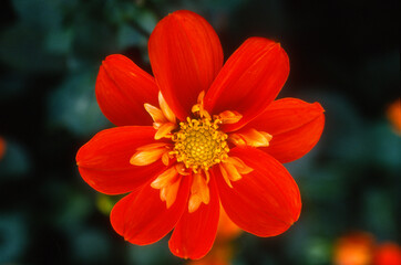 Dahlia demi Nain 'Alster'