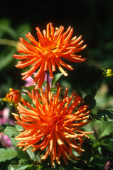 Or&eacute;otrague, Oreotragus oreotragus, Parc national du Tsavo, Kenya