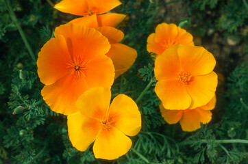 Eschscholzia californica , Pavot de Californie