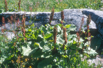 Oseille des Alpes, rhubarbe des moines, Rumex alpinus