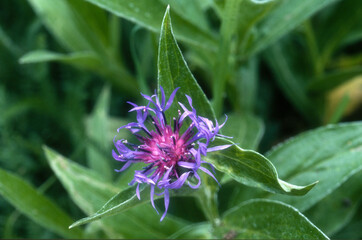 Centaurée des montagnes, Bleuet des montagnes, Bleuet vivace, Centaurea montana