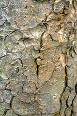 Aesculus hippocastaneus , Marronnier, écorce