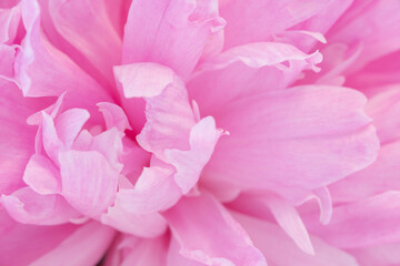 Extreme close up of pink peony petals with soft lighting For spa marketing, beauty product labels.