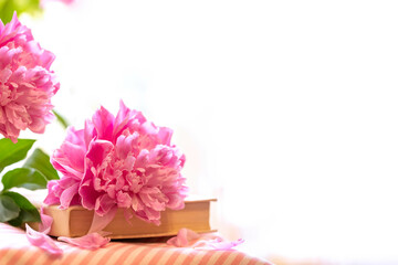 Single pink peony with green leaves resting on old book on white background with copy space.
