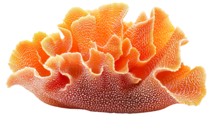 Textured orange sponge surface with white dots, close up. cut out transparent