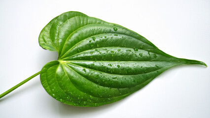 Betel leaf with water droplets on a white background, close-up, fresh and clean style, ideal for traditional Thai herbal branding.