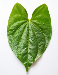 Betel leaf with water droplets on a white background, close-up, fresh and clean style, ideal for traditional Thai herbal branding.