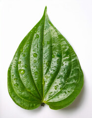 Betel leaf with water droplets on a white background, close-up, fresh and clean style, ideal for traditional Thai herbal branding.