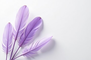 Obraz premium Delicate lavender feathers, minimalist white backdrop Serene, calming aesthetic , element, picture