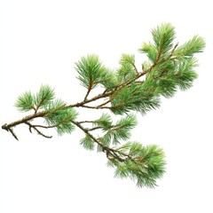 Obraz premium Lush Green Pine Branch Isolated on White Background Perfect for Christmas or Winter Designs