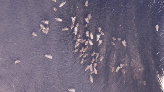 Veterinary science. Cow bothersome muscas (face fly, Musca autumnalis), need skin twitching. Flies are harmful to fattening and milk yield, infect eyeworms (Thelazia). Eye cow closeup