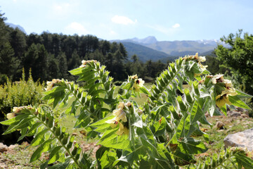 Poisonous henbane In a forest.