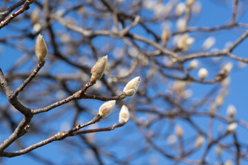 Close-up of winter buds of Magnolia denudata.