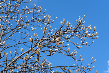Winter buds of Magnolia denudata