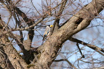 The Japanese grosbeak (Eophona personata) perches in the tree