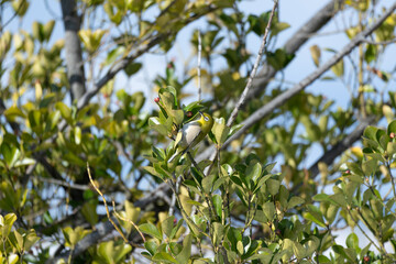 A warbling white-eye (Zosterops japonicus) perches on a branch.