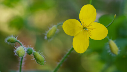 Beautiful close-up of chelidonium majus