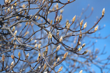 Winter buds of Magnolia denudata