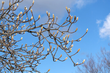 Winter buds of Magnolia denudata