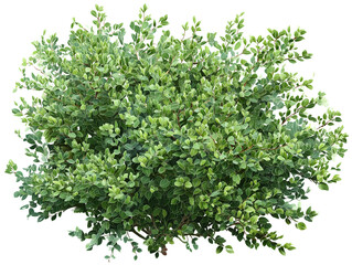 Obraz premium Lush Green Shrub with Dense Foliage Isolated on White Background or transparent png
