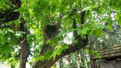 Leaves and trees Plane tree one of the symbols of Canada and winter