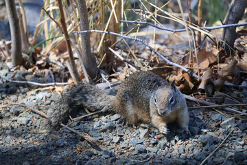 A little brown squirrel in the forest
